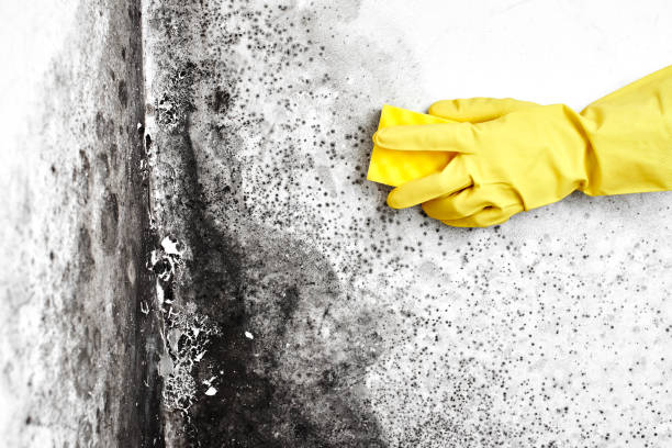 Best Basement Mold Remediation in Leisure Village, NJ