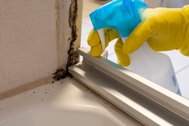 Best Preventive Mold Services in Leisure Village, NJ