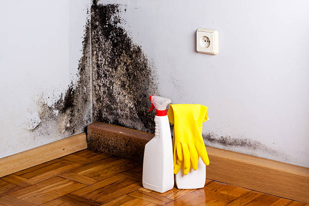 Best Post-Flood Mold Remediation in Leisure Village, NJ